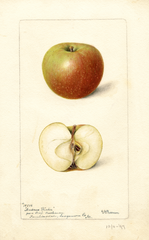 Apples, Andrews Winter (1897)