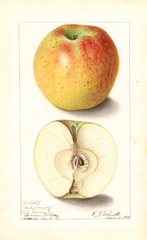 Apples, Andy Hamby (1905)