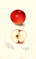 Apples, Anisim (1908)