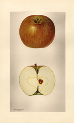 Apples, Annette (1928)