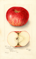 Apples, Annie Frank (1905)