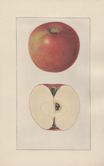 Apples, Annurco (1925)