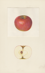 Apples, Annurco (1939)