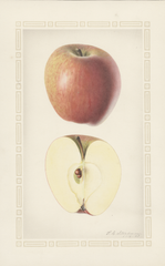 Apples, Annurco (1927)