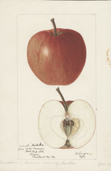 Apples, Arabskoe (1896)