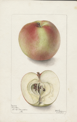 Apples, Arabka (1901)