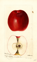 Apples, Archibald (1896)