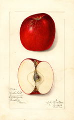 Apples, Archibald (1912)