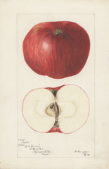 Apples, Arctic (1896)