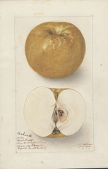 Apples, Ardwell (1906)