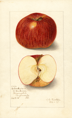 Apples, Babcocks No. 13 (1907)
