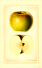 Apples, Baker (1927)