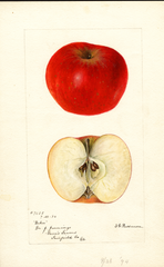 Apples, Baker (1894)