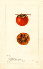 Persimmons, Saxe (1901)
