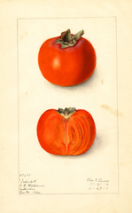 Persimmons, Taber 23 (1910)
