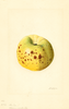 Apples (1909)