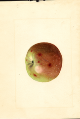 Apples, Baldwin (1911)