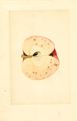 Apples, Baldwin (1910)