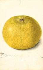 Grapefruits, Standard (1902)