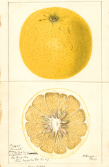 Grapefruits, Triumph (1897)