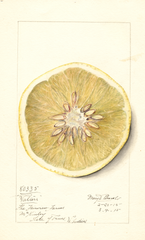 Grapefruits, Walters (1915)