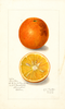 Oranges, Canton (1908)