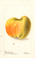 Apples, Winter Calleville (1900)