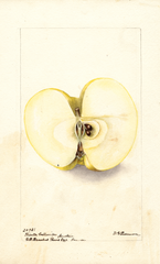 Apples, Winter Calleville (1900)