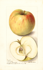 Apples, Yawcobia (1899)
