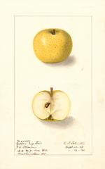 Apples, Yellow Ingestrie (1909)