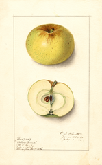 Apples, Yellow June (1910)