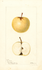 Apples, Yellow June (1894)