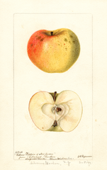 Apples, Yellow Pippin Of New Jersey (1897)