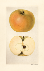 Apples, Yellow Skin (1928)