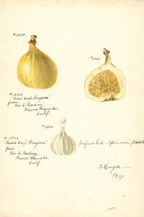Figs, Smyrna (1898)