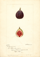 Figs, Toulousienne (1895)