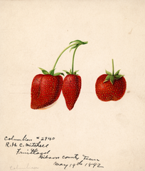 Strawberries, Columbia (1892)