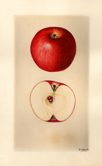 Apples, Abernathy (1928)
