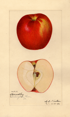 Apples, Abernathy (1921)