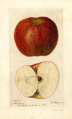 Apples, Abraham (1895)
