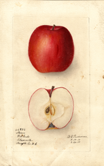 Apples, Abram (1910)