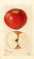 Apples, Acker (1901)