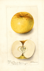 Apples, Accomack (1899)