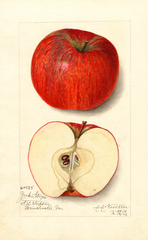 Apples, York Stripe (1912)