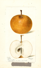 Apples, Zacho (1898)