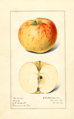 Apples, Bank (1916)