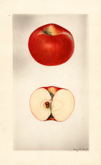 Apples, Barcroft (1928)