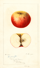 Apples, Barcroft (1896)