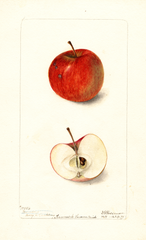 Apples, Barndoor (1899)