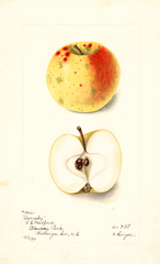 Apples, Barnsley (1899)